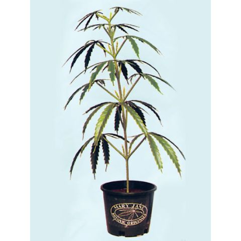Plastic Plant