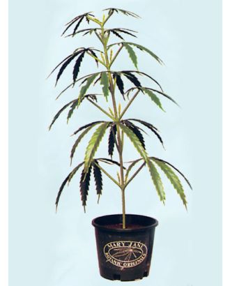 Plastic Plant